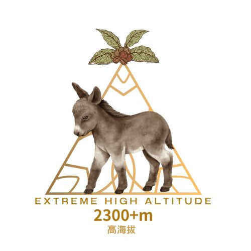 4日預購優惠►衣索比亞 烏拉嘎 果果古 水洗 G1 #高海拔批次 果果古,水洗,G1,高海拔批次