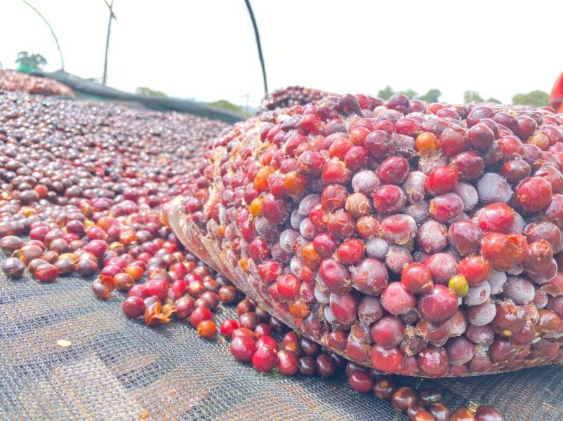 4日預購優惠►衣索比亞 古吉 冰果日曬 G1 衣索比亞冰果日曬G1