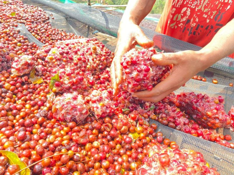 4日預購優惠►衣索比亞 古吉 冰果日曬 G1 衣索比亞冰果日曬G1