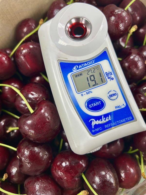 巨無霸-智利櫻桃 32m 