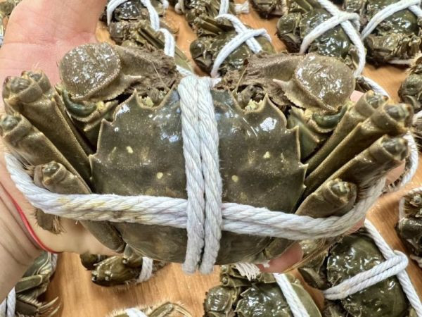 江蘇大閘蟹【5.2~5.7兩】 