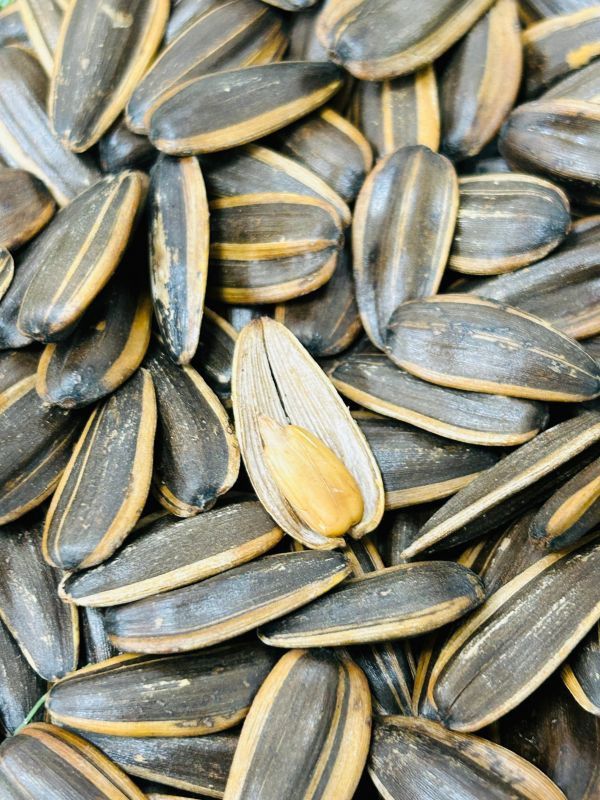 蒸烹食水煮葵瓜子 