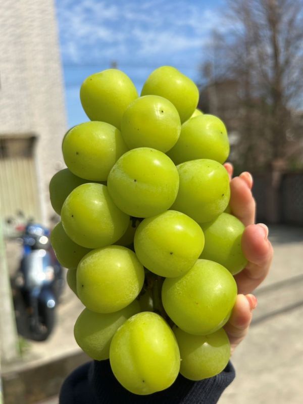 櫻桃+韓國麝香組 