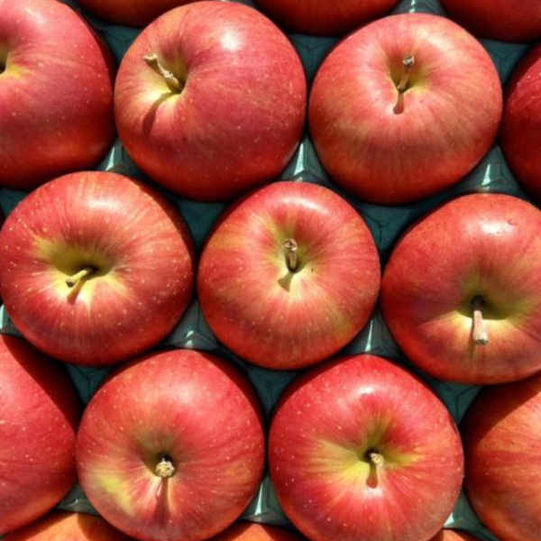 日本青森紅顏姬蘋果32規 