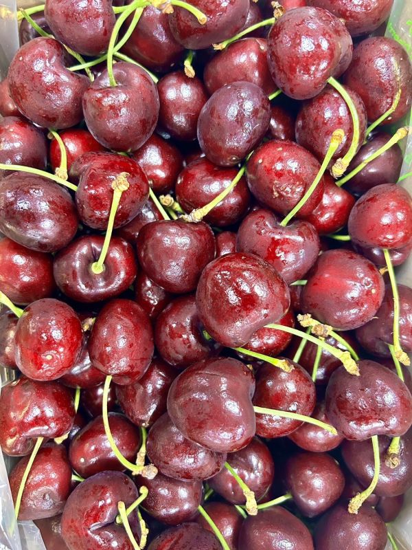 巨無霸-智利櫻桃 32m 