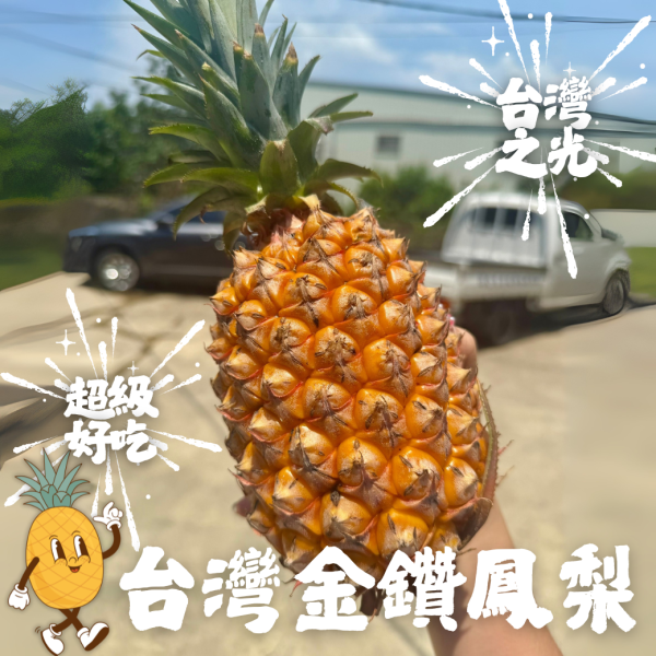 金鑽鳳梨 