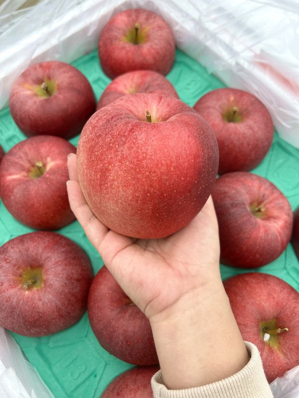 (大果)日本青森大紅榮蘋果26規 