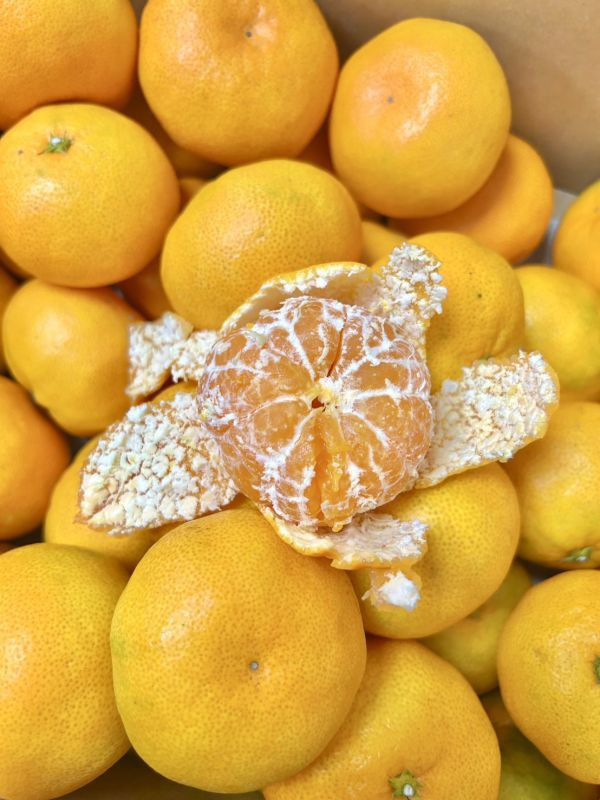 日本山川福岡蜜柑 