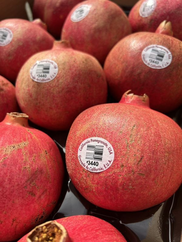 <少量零購>巨無霸美國紅石榴 