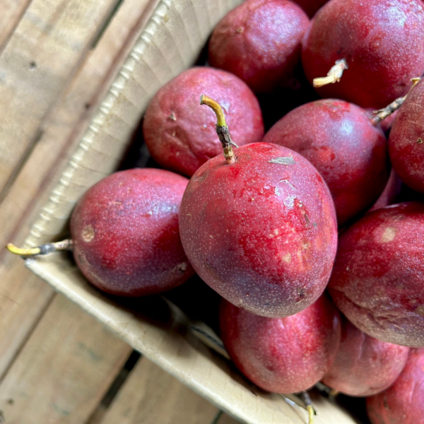 埔里吊網百香果 