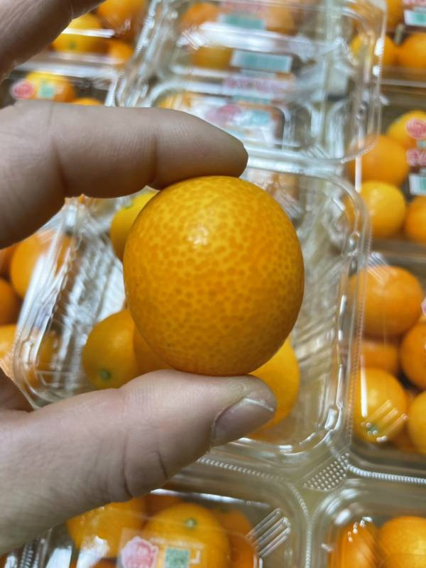 日本宮崎縣金桔 