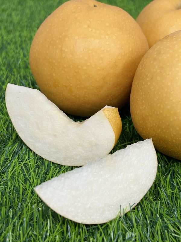 【大果】韓國新高梨 