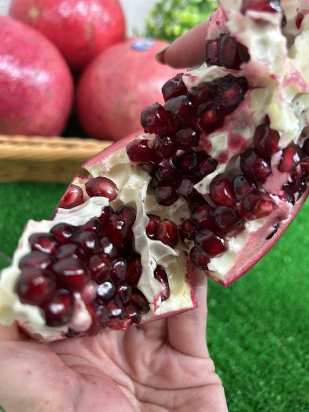 巨無霸大果美國紅石榴 