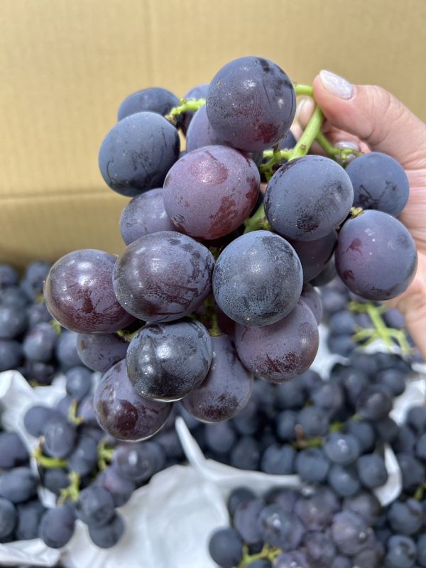 【高甜度】溪湖溫室巨峰葡萄 