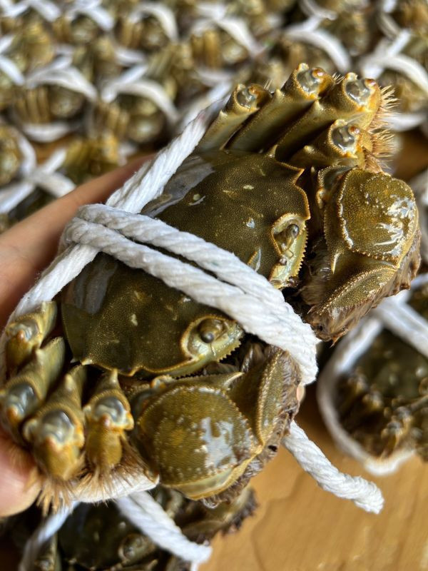 江蘇大閘蟹【5.2~5.7兩】 