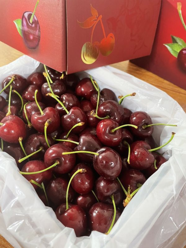 大果智利櫻桃【30m】 