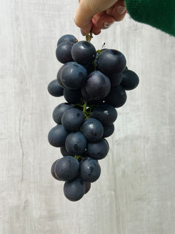 【高甜度】溪湖溫室巨峰葡萄 