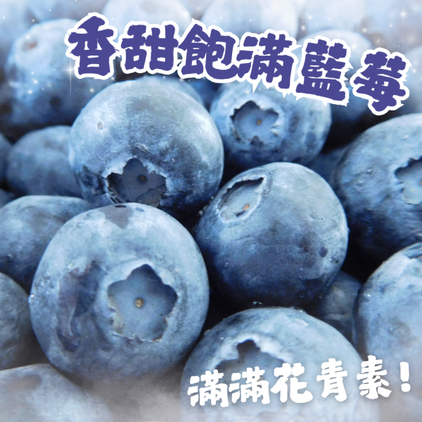 【巨無霸】祕魯藍莓 