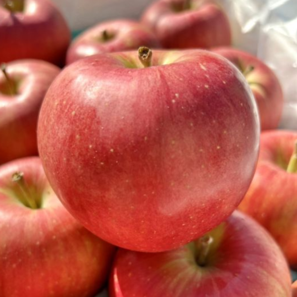 日本青森紅顏姬蘋果32規 