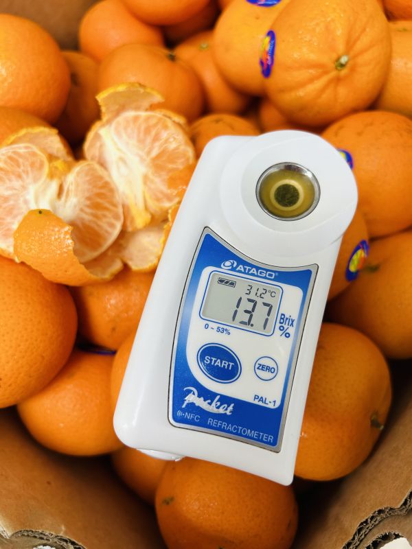 《澳洲空運》【金茂谷】蜜柑 