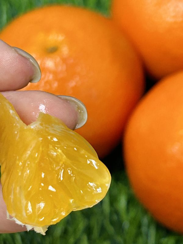 《澳洲空運》【金茂谷】蜜柑 