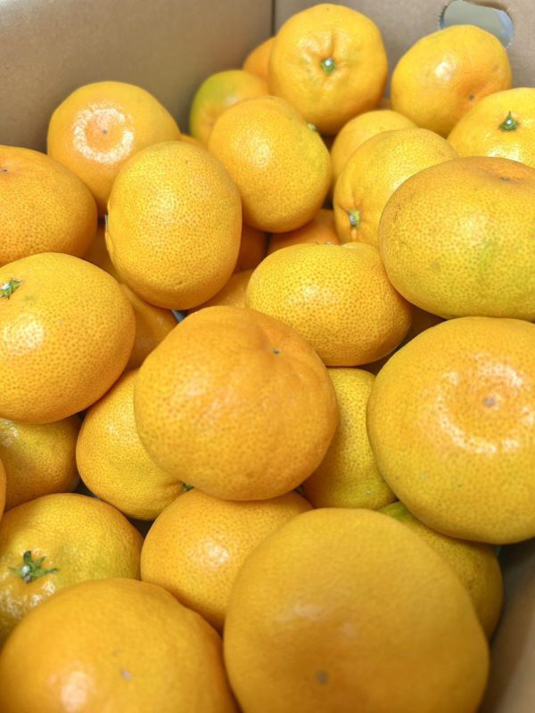 日本山川福岡蜜柑 