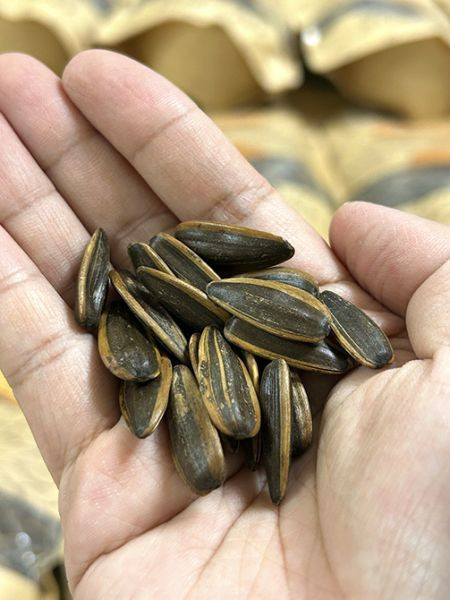 蒸烹食水煮葵瓜子 