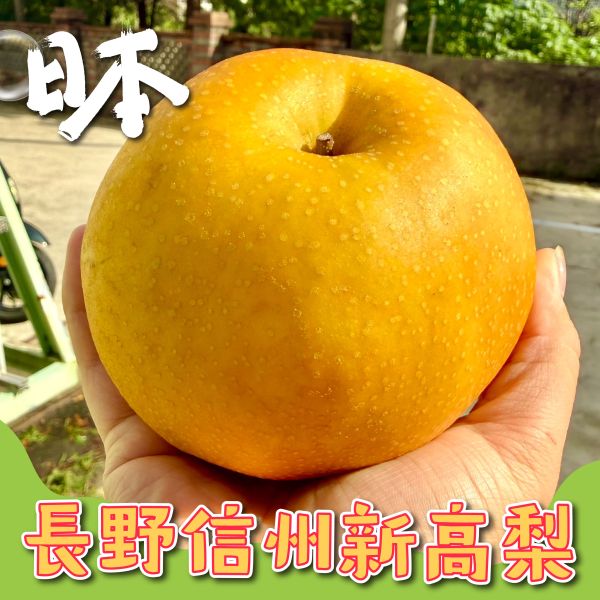 日本長野新高梨 