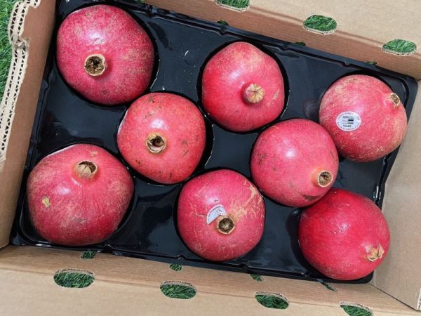 <少量零購>巨無霸美國紅石榴 