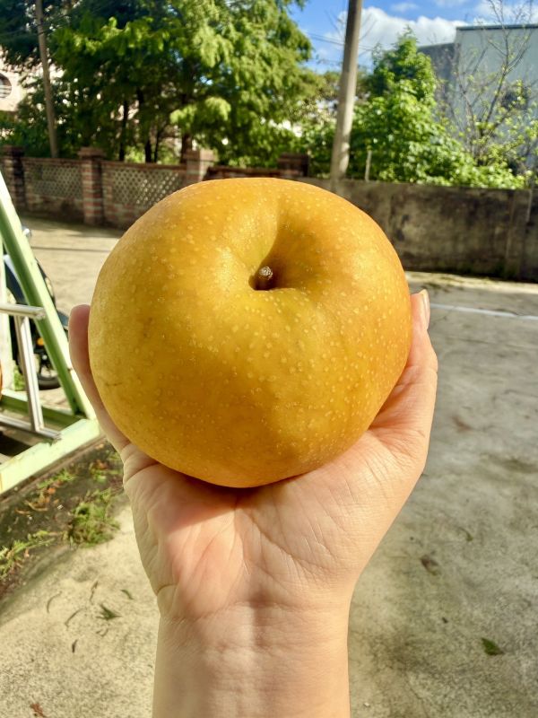 日本長野新高梨 