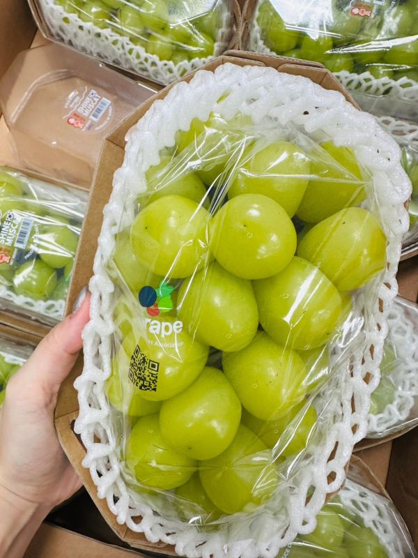 【葡萄仙子】韓國麝香 