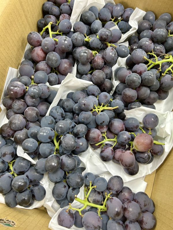 【高甜度】溪湖溫室巨峰葡萄 