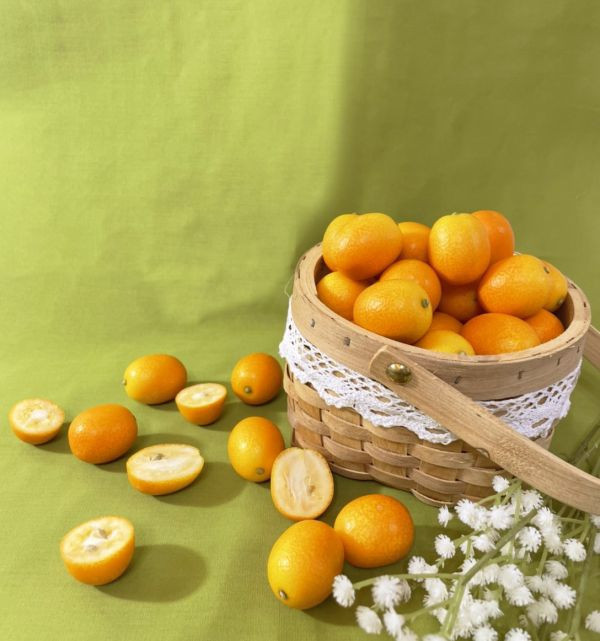 日本宮崎縣金桔 