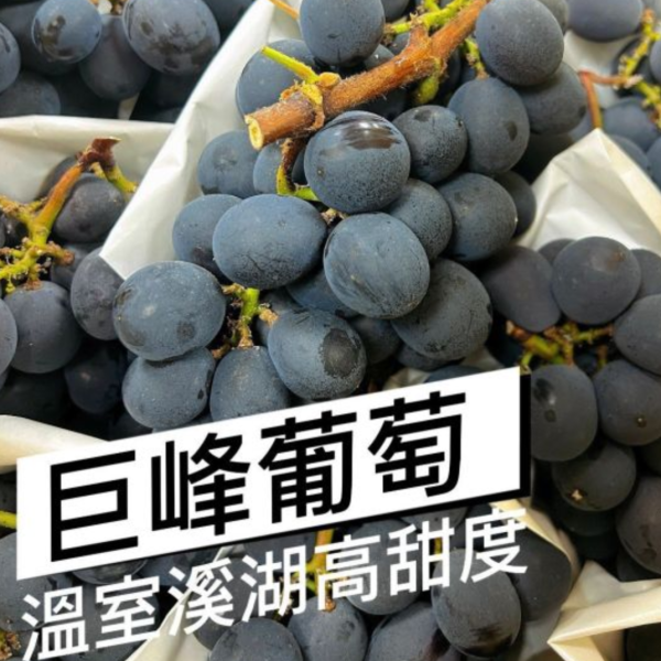 【高甜度】溪湖溫室巨峰葡萄 