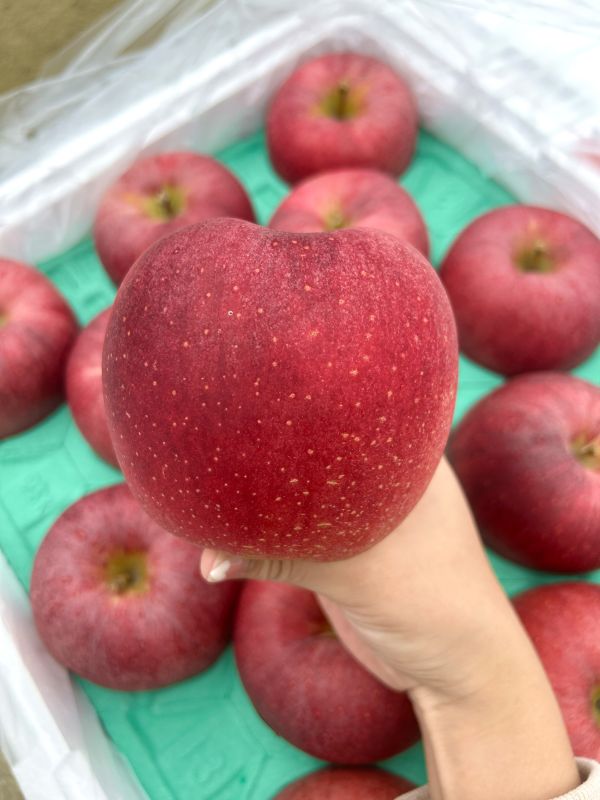 (大果)日本青森大紅榮蘋果26規 