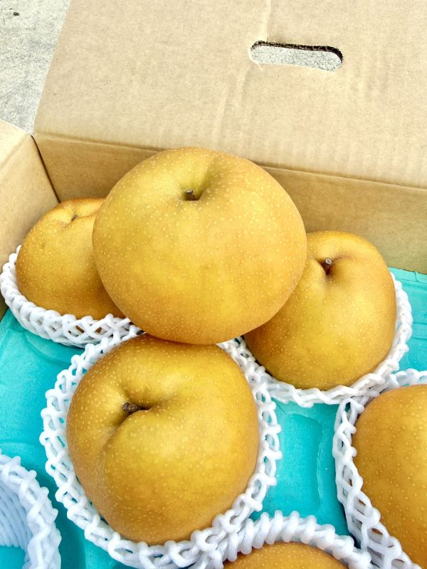 日本長野新高梨 