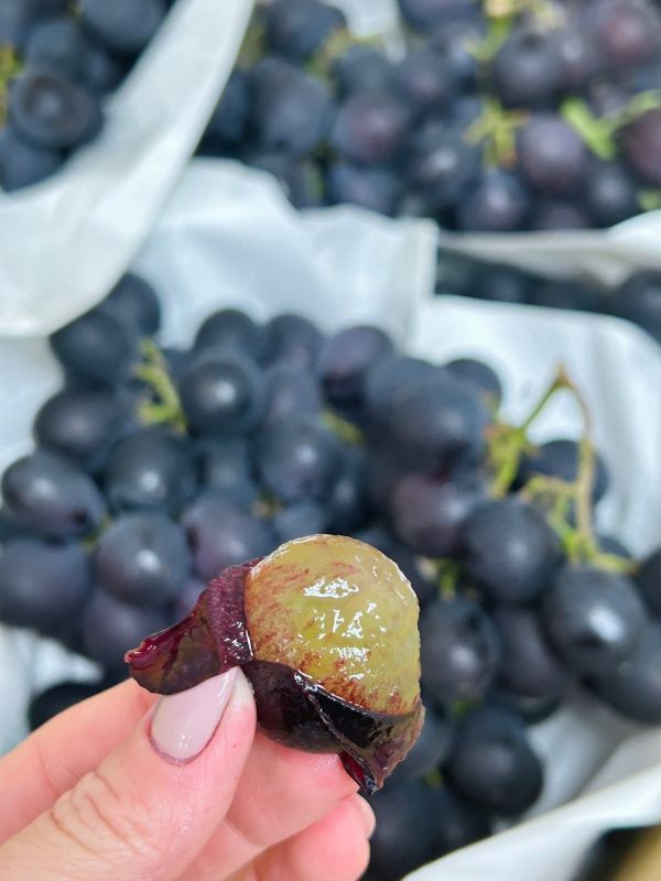 【高甜度】溪湖溫室巨峰葡萄 