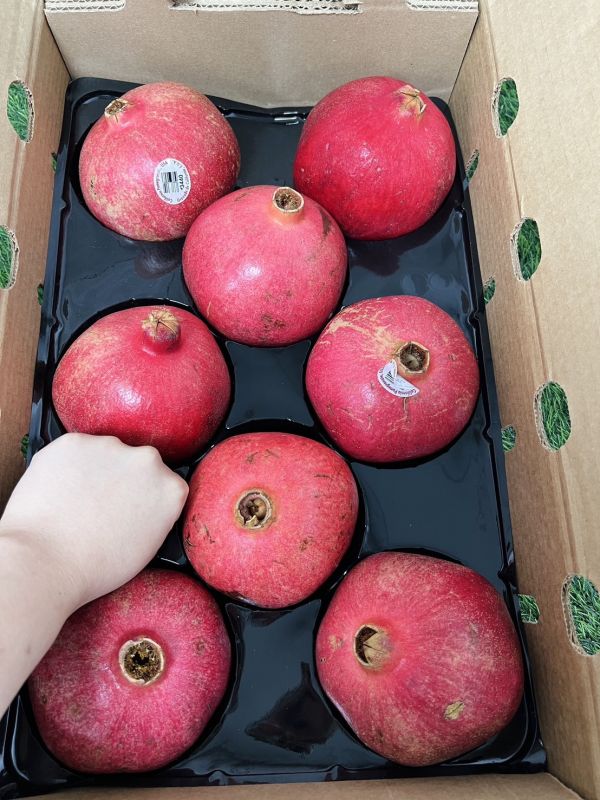 巨無霸大果美國紅石榴 