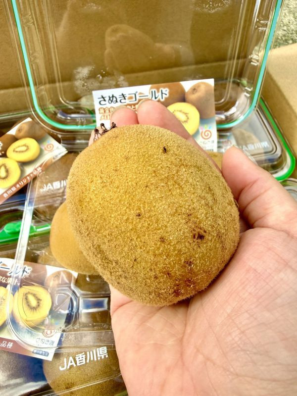 <少量零購>日本香川黃金奇異果pc盒 