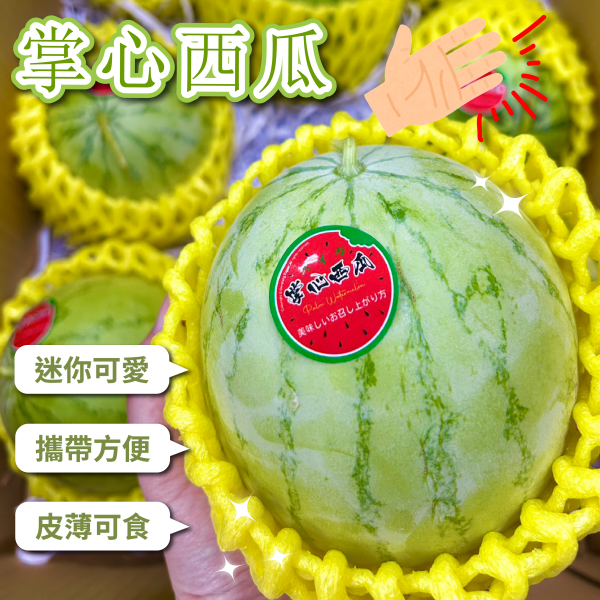 掌心西瓜 