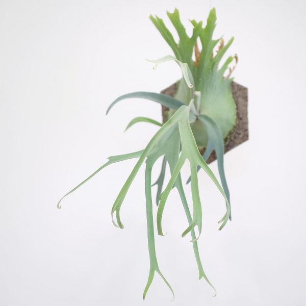 Platycerium willinckii "Rain" 爪哇鹿角蕨"雨" 