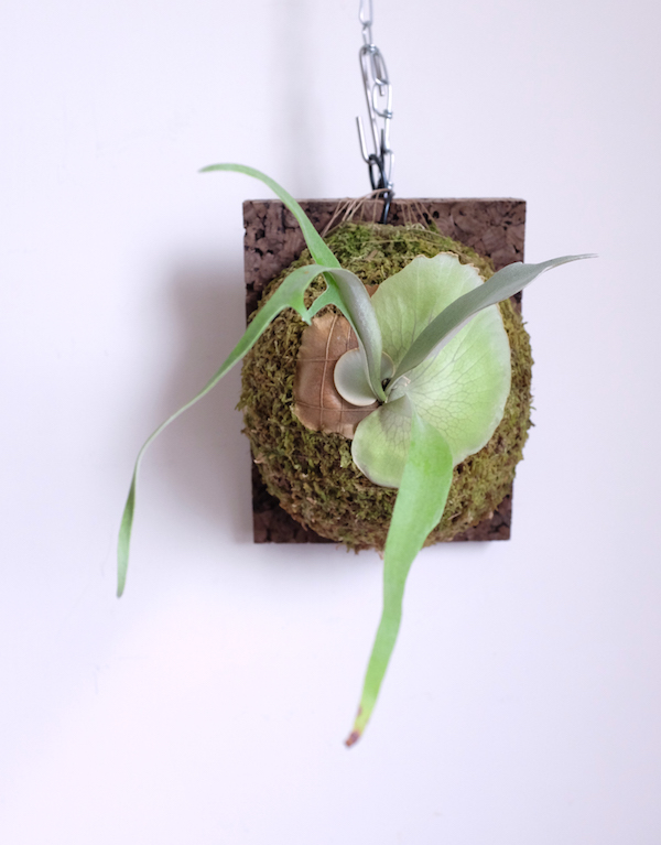 Platycerium willinckii "Rain" 爪哇鹿角蕨"雨" 