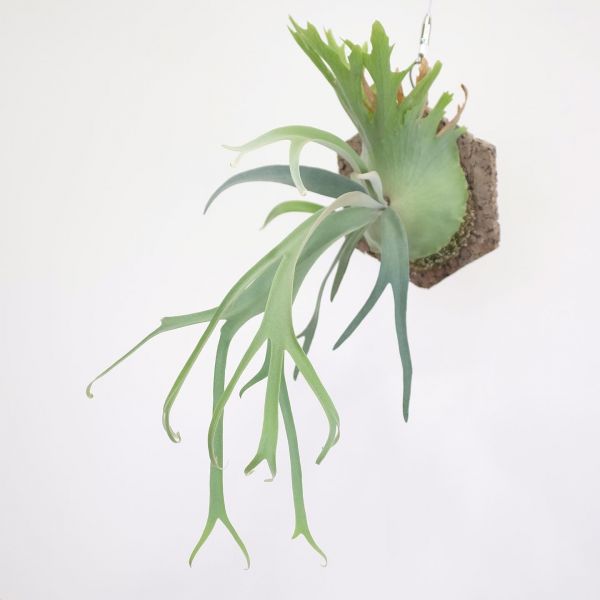 Platycerium willinckii "Rain" 爪哇鹿角蕨"雨" 