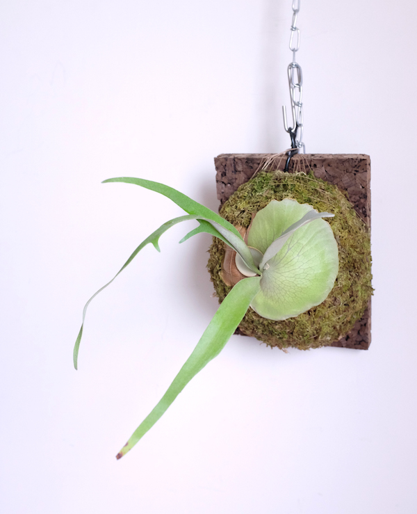 Platycerium willinckii "Rain" 爪哇鹿角蕨"雨" 