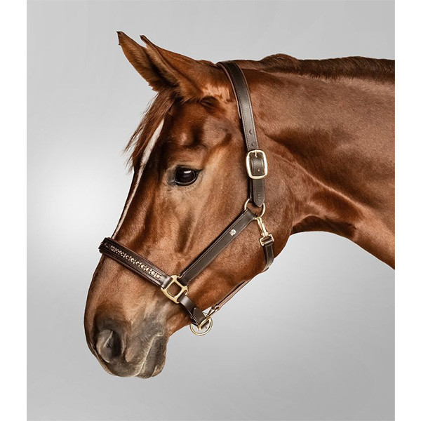 皮製籠頭 (黑色/棕色/貼鑽/FULL) 