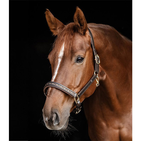 皮製籠頭 (黑色/棕色/貼鑽/FULL) 