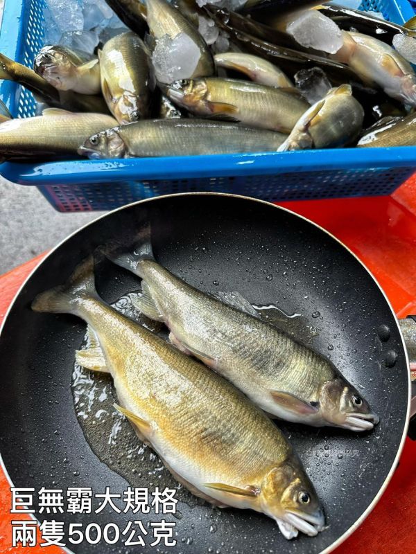 【產銷履歷抱卵母香魚】特大2尾裝 