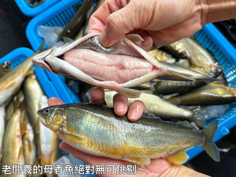 【產銷履歷抱卵母香魚】特大2尾裝 