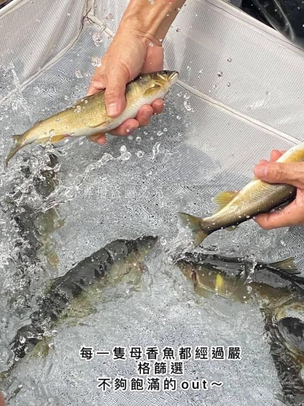 【產銷履歷抱卵母香魚】特大2尾裝 
