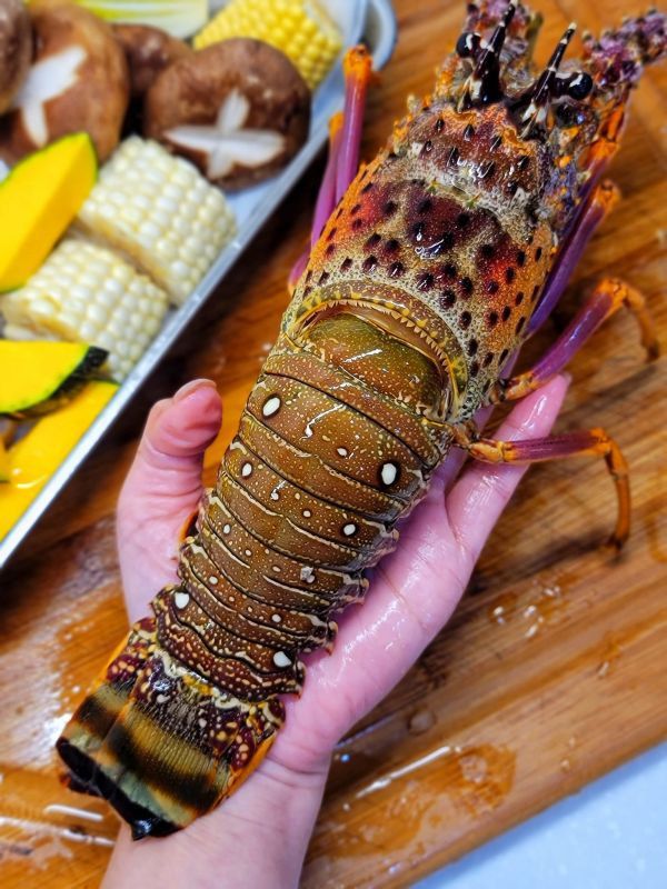 巴西黑盒活凍生龍蝦 每隻450g 以上 (活龍蝦原料使用，鮮度特優。) 